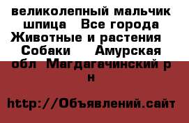 великолепный мальчик шпица - Все города Животные и растения » Собаки   . Амурская обл.,Магдагачинский р-н